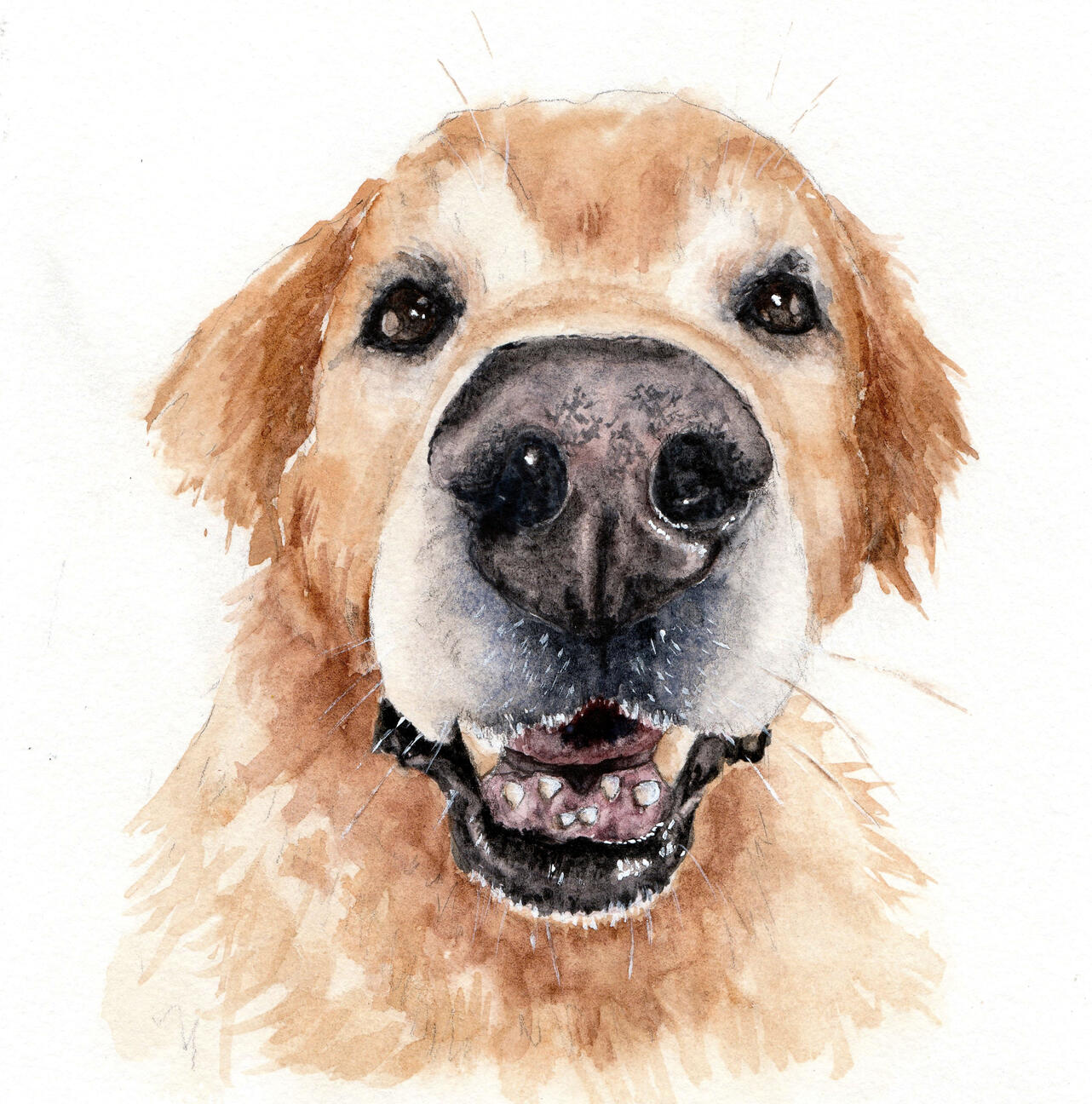 presente aquarela pet de cachorro idoso labrador